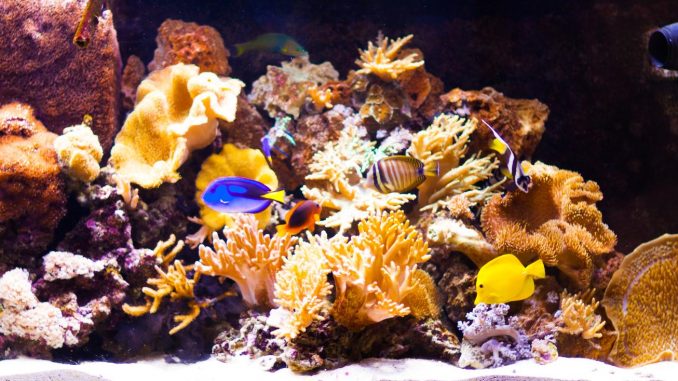 9 decorations pour aquarium que tout le monde va adorer • Pouik